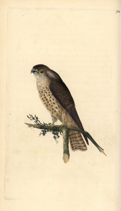 Merlín, Falco columbarius de Edward Donovan