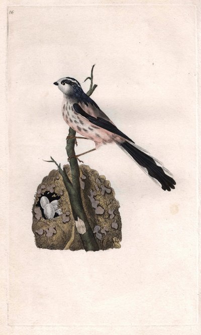 Mito de cola larga. Aegithalos caudatus (Parus caudatus). Grabado en cobre por Edward Donovan (1768-1837), publicado en Historia natural de las aves británicas, Londres de Edward Donovan