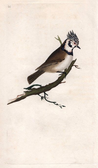 Herrerillo capuchino. Lopophanes cristatus cristatus. Grabado en cobre por Edward Donovan, publicado en Histoire naturelle des oiseaux britanniques, Londres de Edward Donovan