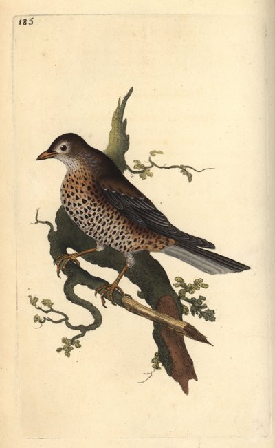 Zorzal charlo, Turdus viscivorus de Edward Donovan