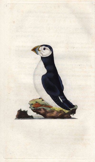 Frailecillo monje, Fratercula arctica (grabado en cobre por Edward Donovan, publicado en 
