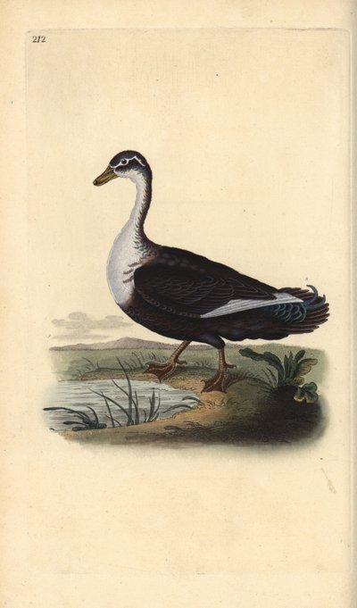 Pato criollo (variante), Cairina moschata. Grabado a mano coloreado por Edward Donovan de su propia 