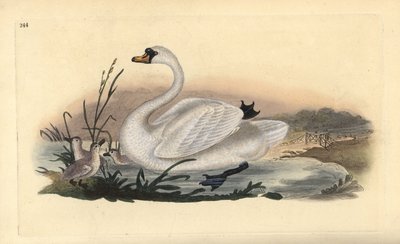 Cisne mudo, Cygnus olor, con polluelos. Grabado en cobre coloreado a mano dibujado y grabado por Edward Donovan de su propia “Historia Natural de las Aves Británicas,” Londres de Edward Donovan