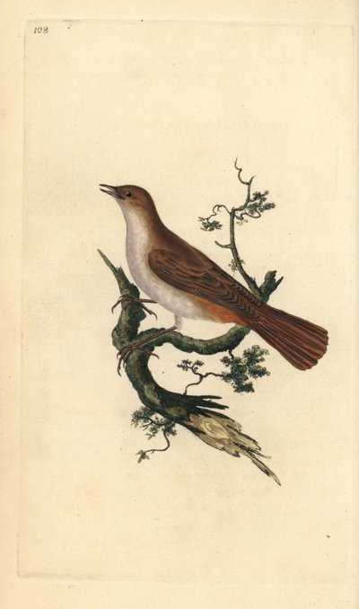 Ruiseñor común, Luscinia megarhynchos. Grabado en cobre coloreado a mano dibujado y grabado por Edward Donovan de su propia “Historia Natural de las Aves Británicas,” Londres de Edward Donovan