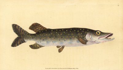 Esox lucius, lucio del norte. Grabado en cobre coloreado a mano dibujado y grabado por Edward Donovan de su Historia Natural de los Peces Británicos, Donovan y F.C. y J. Rivington, Londres de Edward Donovan