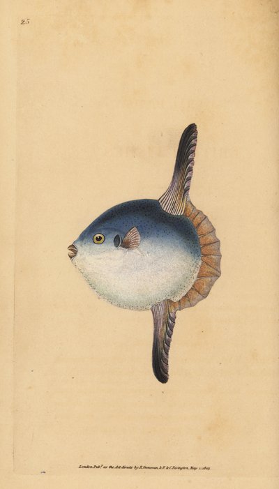 Pez luna oceánico, Mola mola. Vulnerable. (Pez luna, Tetrodon mola). Grabado en cobre coloreado a mano dibujado y grabado por Edward Donovan de su Historia Natural de los Peces Británicos, Donovan y F.C. y J. Rivington, Londres de Edward Donovan
