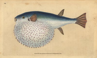Pez globo oceánico, Lagocephalus lagocephalus (Pez globo estrellado, Tetrodon stellatus). Grabado en cobre coloreado a mano dibujado y grabado por Edward Donovan de su Historia Natural de los Peces Británicos, Donovan y F.C. y J. Rivington, Londres de Edward Donovan