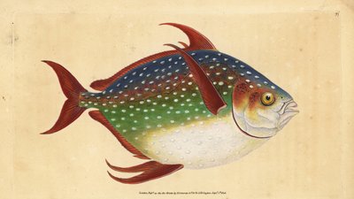 Opah o pez rey, Lampris guttatus (Zeus luna) (grabado a mano por Edward Donovan de su 