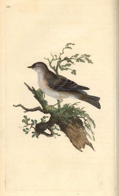 Curruca tomillera, Sylvia hydrtensis, o curruca mayor. Grabado a mano coloreado por Edward Donovan de su propia Historia Natural de las Aves Británicas, Londres de Edward Donovan