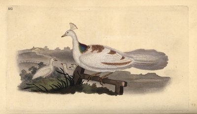 Pata de pavo real, Pavo cristatus, hembra con crías de Edward Donovan