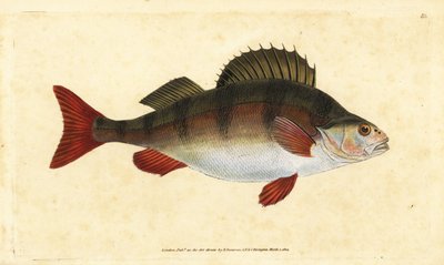 Perca, Perca fluviatilis. Grabado en cobre coloreado a mano dibujado y grabado por Edward Donovan de su Historia Natural de los Peces Británicos, Donovan y F.C. y J. Rivington, Londres de Edward Donovan