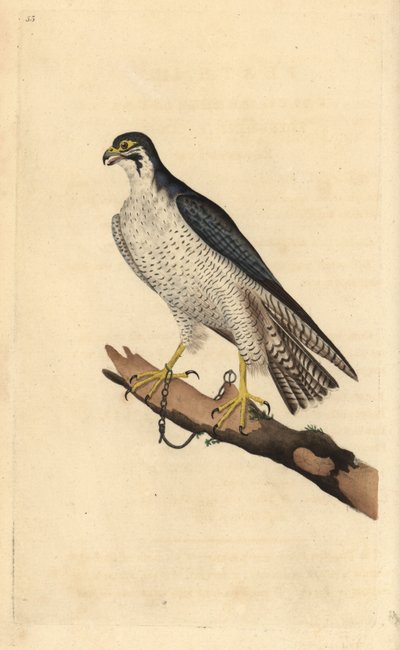 Halcón peregrino, Falco peregrinus, encadenado a una rama. Grabado a mano coloreado por Edward Donovan de su propia Historia Natural de las Aves Británicas, Londres de Edward Donovan