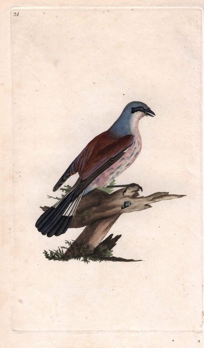 Alcaudón dorsirrojo. Lanius collurio. Grabado en cobre por Edward Donovan (1768-1837), publicado en Historia Natural de las Aves Británicas, Londres de Edward Donovan