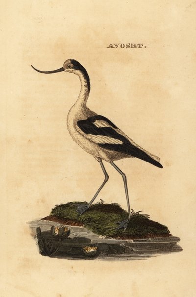 Avoceta común, Recurvirostra avosetta de Edward Donovan