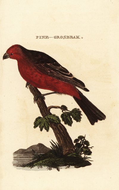 Camachuelo picogrueso, Pinicola enucleator de Edward Donovan