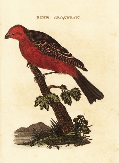 Camachuelo picogrueso, Pinicola enucleator de Edward Donovan