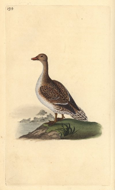 Ánade rabudo, Anas acuta, hembra. Ilustración de la 