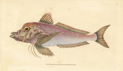 Pez pipa, Trigla lyra. Grabado a mano coloreado por Edward Donovan de su Historia Natural de los Peces Británicos, Donovan y F.C. y J. Rivington, Londres de Edward Donovan