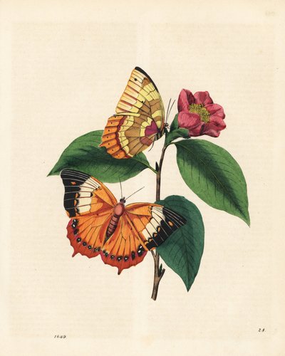 Mariposa rajah marrón claro, Charaxes psaphon (Nymphalis bernardus) en una camelia. Copiado del libro de Edward Donovan 