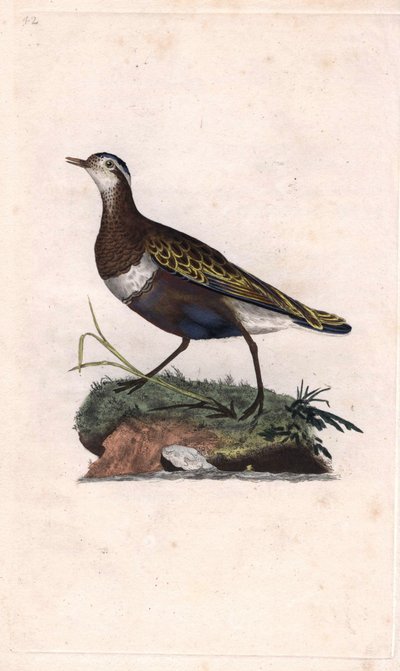 Chorlito carambolo. Eudromias morinellus (Charadrius morinellus) de Edward Donovan