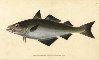 Pollack, Pollachius pollachius (Pollack blanco, Gadus pollachius). Grabado en cobre coloreado a mano dibujado y grabado por Edward Donovan de su Historia Natural de los Peces Británicos, Donovan y F.C. y J. Rivington, Londres de Edward Donovan
