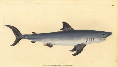 Marrajo sardinero, Lamna nasus. Vulnerable. (Tiburón marrajo, Squalus cornubicus) de Edward Donovan