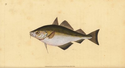 Faneca, Trisopterus luscus (grabado a mano por Edward Donovan de su 