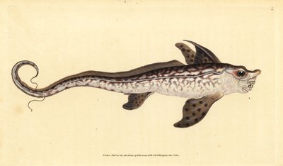 Pez conejo o monstruo marino, Chimaera monstrosa (grabado a mano por Edward Donovan de su 