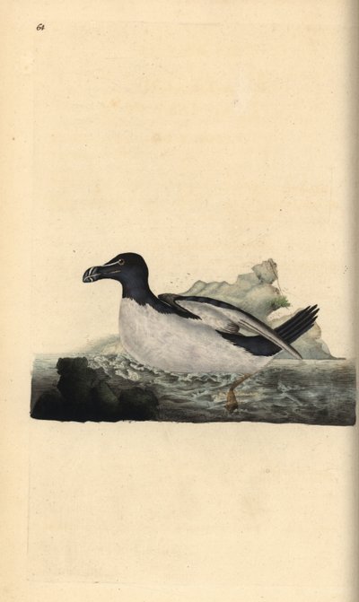 Alca común, Alca torda. Grabado a mano coloreado por Edward Donovan de su propia Historia Natural de las Aves Británicas, Londres de Edward Donovan