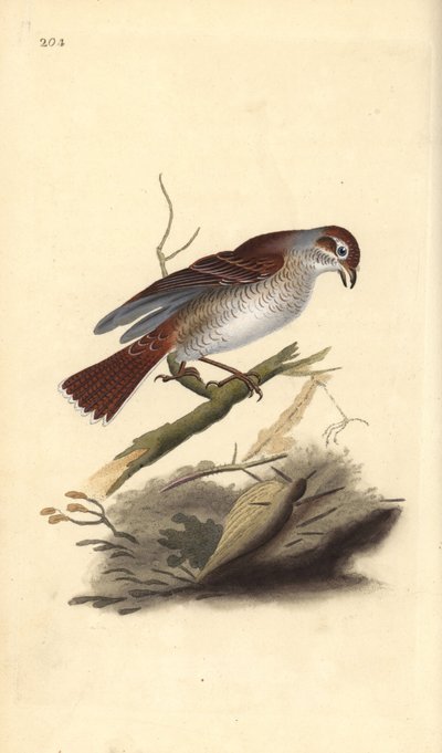 Alcaudón dorsirrojo (hembra), Lanius collurio. Grabado en cobre coloreado a mano dibujado y grabado por Edward Donovan de su propia “Historia Natural de las Aves Británicas,” Londres de Edward Donovan