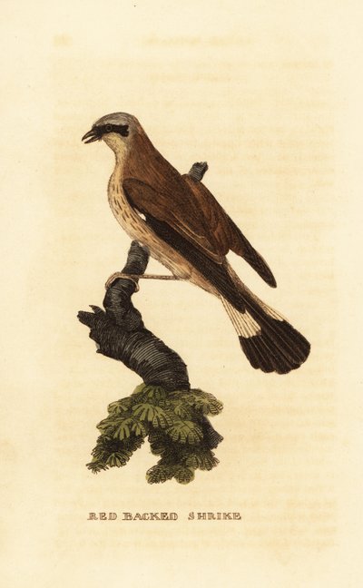 Alcaudón dorsirrojo, Lanius collurio de Edward Donovan