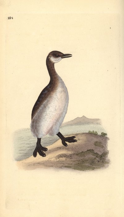 Somormujo cuellirrojo (hembra), Podiceps grisegena. Grabado en cobre coloreado a mano dibujado y grabado por Edward Donovan de su propia “Historia Natural de las Aves Británicas,” Londres de Edward Donovan