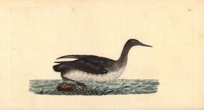 Colimbo chico, Gavia stellata (grabado a mano por Edward Donovan de su 