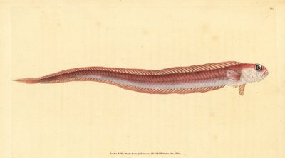 Pez cinta rojo, Cepola macrophthalma. Grabado a mano coloreado por Edward Donovan de su Historia Natural de los Peces Británicos, Donovan y F.C. y J. Rivington, Londres de Edward Donovan