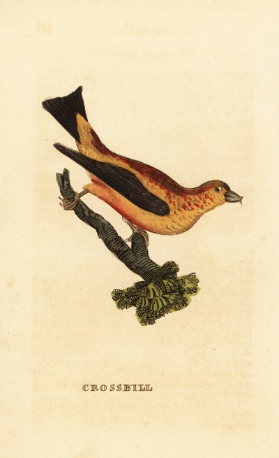 Piquituerto común, Loxia curvirostra de Edward Donovan