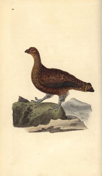 Perdiz roja (hembra), Lagopus scotica de Edward Donovan