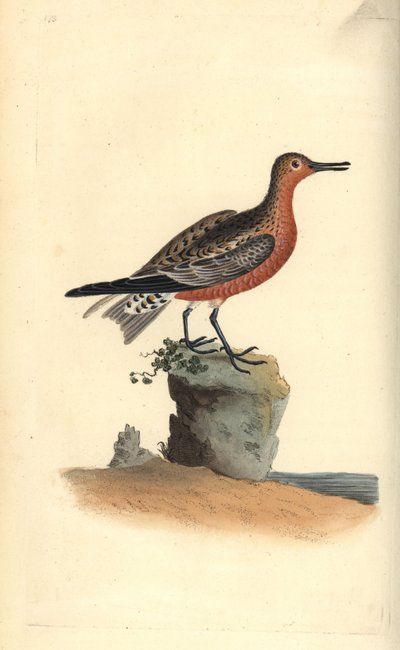 Correlimos gordo, Calidris canutus. Grabado a mano coloreado por Edward Donovan de su propia Historia Natural de las Aves Británicas, Londres de Edward Donovan