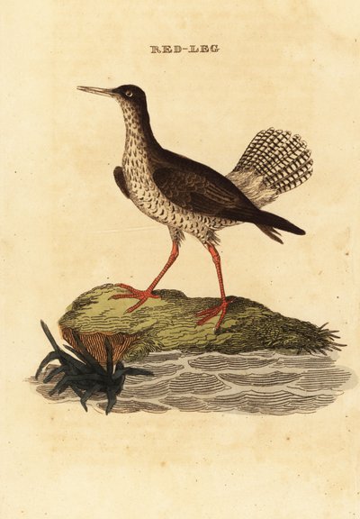 Archibebe común, Tringa totanus de Edward Donovan