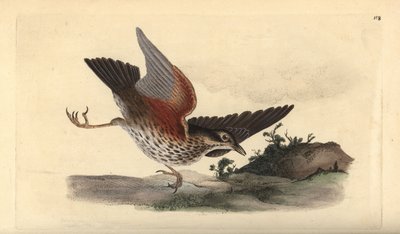 Zorzal alirrojo, Turdus iliacus. Ilustración a mano de cobre grabada por Edward Donovan de su propio 