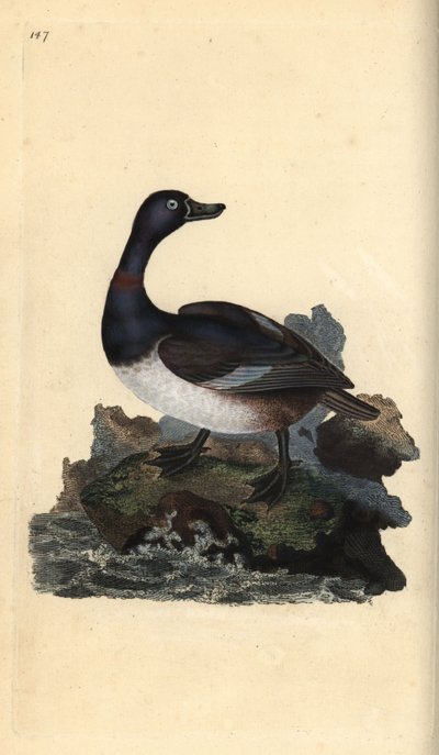 Porrón acollarado, Aythya collaris. Grabado a mano coloreado por Edward Donovan de su propia 