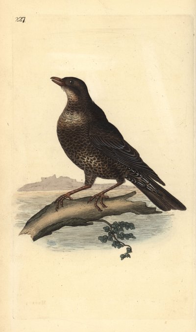 Mirlo capiblanco (hembra), Turdus torquatus. Grabado en cobre coloreado a mano dibujado y grabado por Edward Donovan de su propia “Historia Natural de las Aves Británicas,” Londres de Edward Donovan
