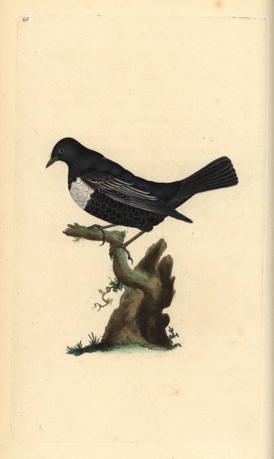 Mirlo acuático, Turdus torquatus. Grabado en cobre coloreado a mano dibujado y grabado por Edward Donovan de su propia 