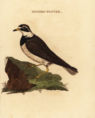 Chorlitejo grande, Charadrius hiaticula de Edward Donovan
