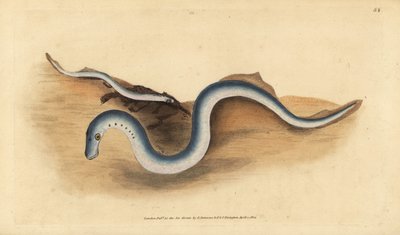 Lamprea de río, Lampetra fluviatilis (grabado a mano por Edward Donovan de su 