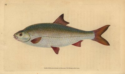 Rutilo, Rutilus rutilus (Cyprinus ritulus). Grabado en cobre coloreado a mano dibujado y grabado por Edward Donovan de su “Historia Natural de los Peces Británicos” de Edward Donovan