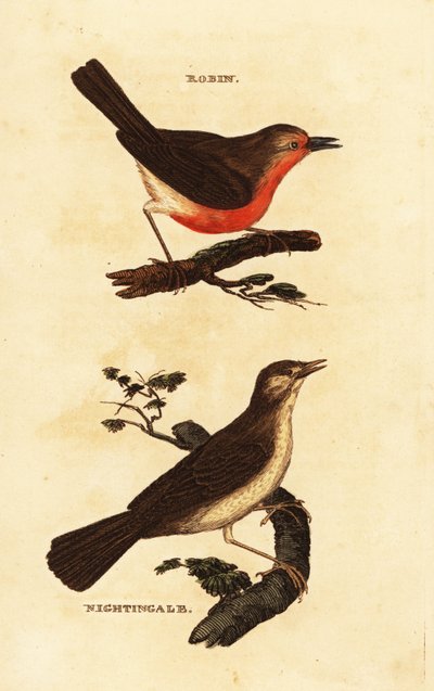 Petirrojo, Erithacus rubecula, y ruiseñor, Luscinia megarhynchos de Edward Donovan