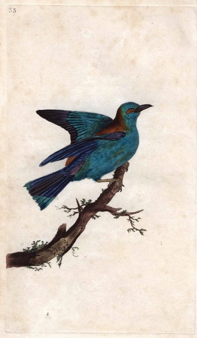Carraca europea, Coracias garrulus (grabado en cobre por Edward Donovan, publicado en 