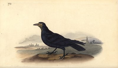 Grajo, Corvus frugilegus. Ilustración a mano de cobre grabada por Edward Donovan de su propio 
