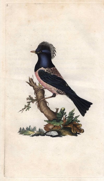 Estornino rosado. Sturnus roseus (Turdus roseus). Grabado en cobre por Edward Donovan (1768-1837), publicado en Historia natural de las aves británicas, Londres de Edward Donovan