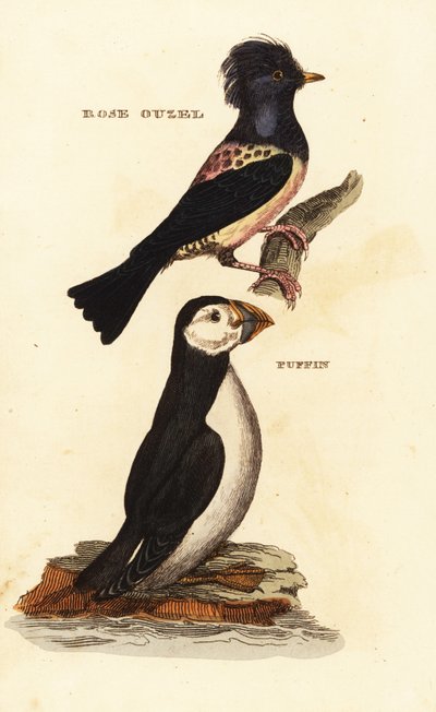 Estornino rosado, Pastor roseus, y frailecillo atlántico, Fratercula arctica de Edward Donovan